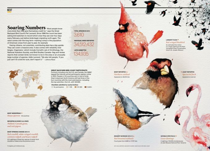 The Spectacled Finch The Spectacled Finch